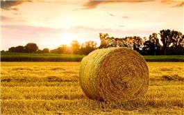 Sinh khối có thể cung cấp nhiên liệu carbon thấp ở quy mô lớn